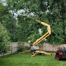 Best Root Management and Removal  in Texanna, OK