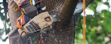 Best Hazardous Tree Removal  in Texanna, OK