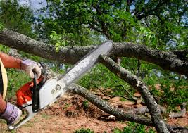 Texanna, OK Tree Removal Services Company