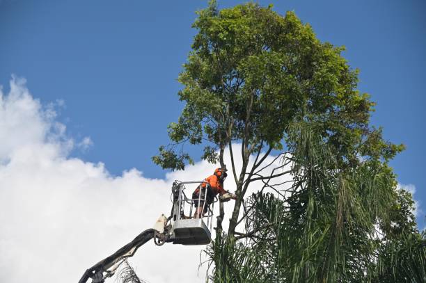 Best Stump Grinding and Removal  in Texanna, OK